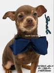 AKC Stunning Lilac & Tan Male Chihuahua