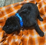 English Mastiff Puppies