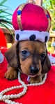 Beautiful Dauschund puppies ( 2 different  litters)