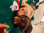 Christmas Weenies!! AKC Mini Dachshund pups