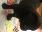 Pug puppies