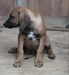 Rhodesian ridgeback puppies