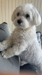Caring and Reliable Dog Sitter Needed