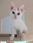 Girl Kitten Friendly Affectionate Purrs