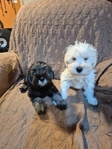 AKC  white Miniature Schnauzer