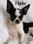 AKC Registered Adorable Male Chihuahuas