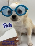 Fathers Day AKC Male Longcoat Chihuahua