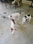 Free terrier puppies