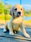 Yellow English Labrador Retriever Puppies