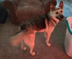 Sweet German Shepherd needs home