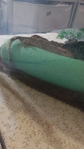 Have to downsize. Reptiles must go to new homes