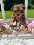 Yorkie