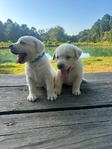 English Bred Yellow Labrador Puppies Available