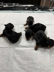 CKC Registered Purebred Yorkie Puppies