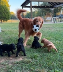 F2B Goldendoodle Puppies