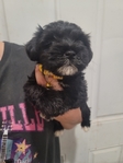 Akc miniature schnauzer puppies