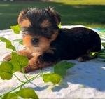 Yorkie