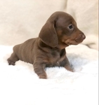Dachshund Puppies!