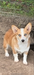CKC corgie