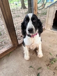 AKC ENGLISH SPRINGER SPANIEL
