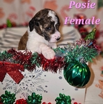 AKC Standard Poodles