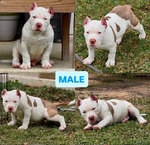 ABKC American Bully Pups