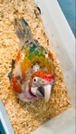 Sun Conures, Quakers, WB Caiques and Flame Macaw