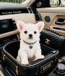Teacup & Tiny Toy Chihuahua puppies