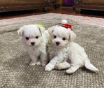 AKC MALTESE PUPPIES(TAKING DEPOSITS)