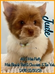 Extra Fluffy AKC Male Chihuahuas
