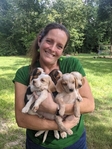 AKC Reg. Beagle pups
