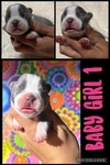 French Bulldog puppies
