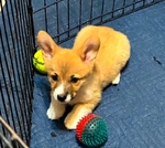 Pembroke corgi pip