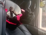 Goldendoodle puppy for sale