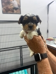 Thanksgiving Sale! AKC Yorkie Puppies & Adult AKC Parti Yorkie