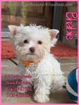 Stunning Tiny AKC Exotic Colored Yorkies