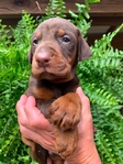 Doberman Puppies for sale