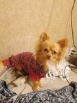 Longhair teacup Chihuahua