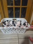 Boston terrier pups puppies