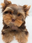 Breathtaking AKC Chocolate & Tan Male Yorkie
