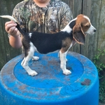 Akc beagle female pup