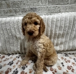 Goldendoodle Puppies