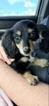 Male mini longhair dachshund