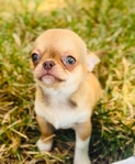 Chihuahua elite puppies / Applehead females