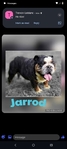 AKC English Bulldog