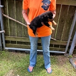 AKC German Rottweiler Puppies