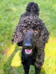 Standard Poodle