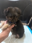 Beautiful Chi-Poo Puppies