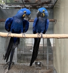 Pair Hyacinth Macaws