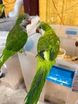 Quakers, Sun Conures and White Belly Caiques